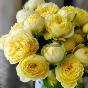 Sweet Catalina Rose丨Your roses