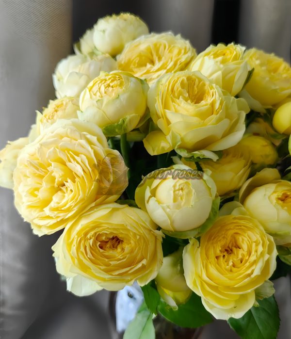 Sweet Catalina Rose丨Your roses