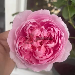 The Ingenious Mr Fairchild Rose丨Your roses
