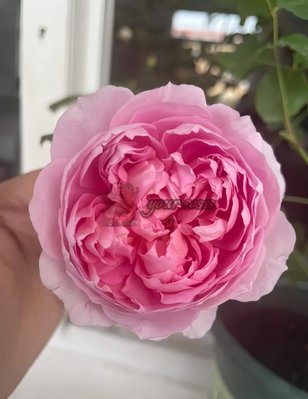 The Ingenious Mr Fairchild Rose丨Your roses