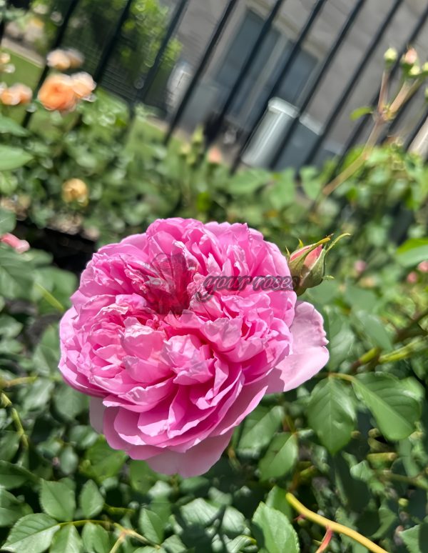The Ingenious Mr Fairchild Rose plant丨Your roses
