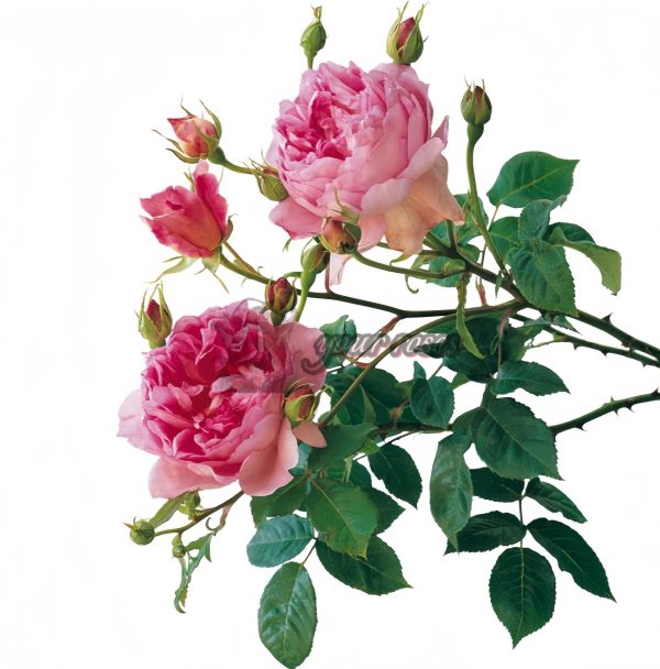 The Ingenious Mr Fairchild Rose丨Your roses