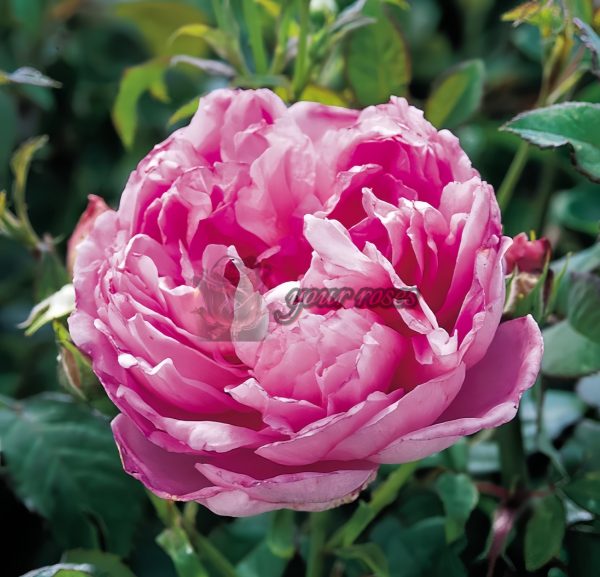 The Ingenious Mr Fairchild Rose丨Your roses