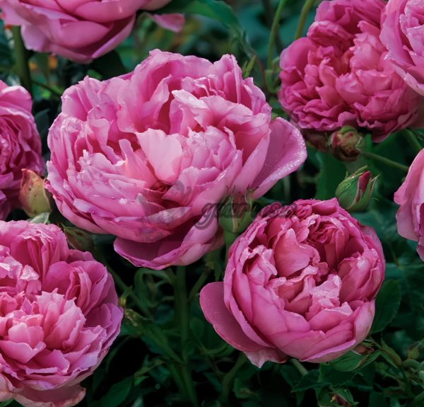 The Ingenious Mr Fairchild Rose for sale丨Your roses