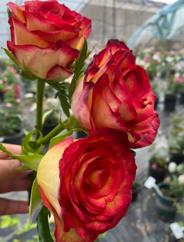 Tiger Rose plant丨Your roses