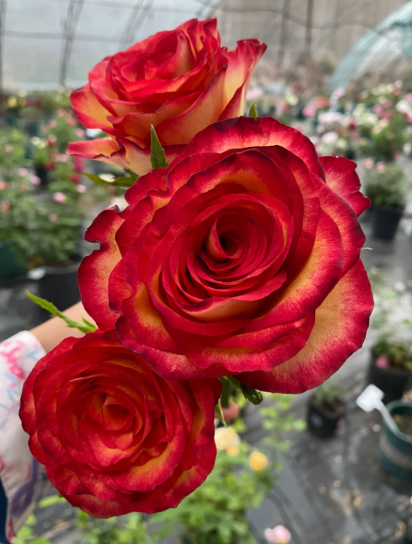 Tiger Rose丨Your roses