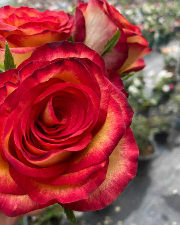 Tiger Rose丨Your roses