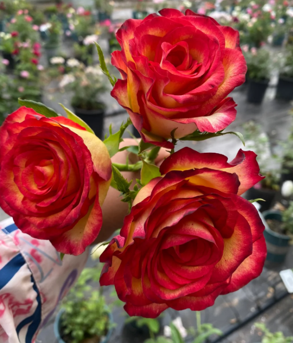 Tiger Rose for sale丨Your roses