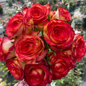 Tiger Rose丨Your roses