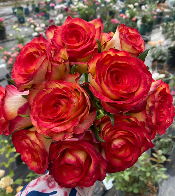 Tiger Rose丨Your roses