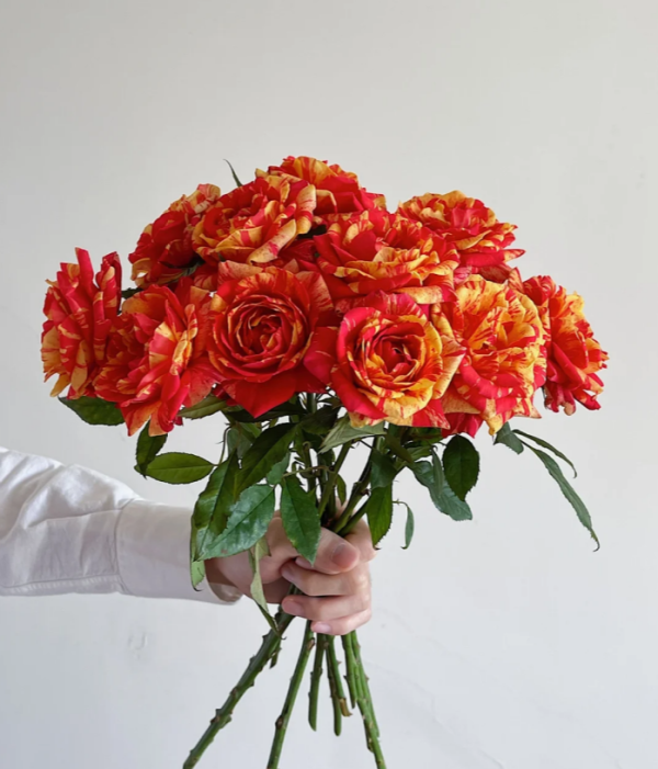 Tropical Sunset Rose丨Your roses