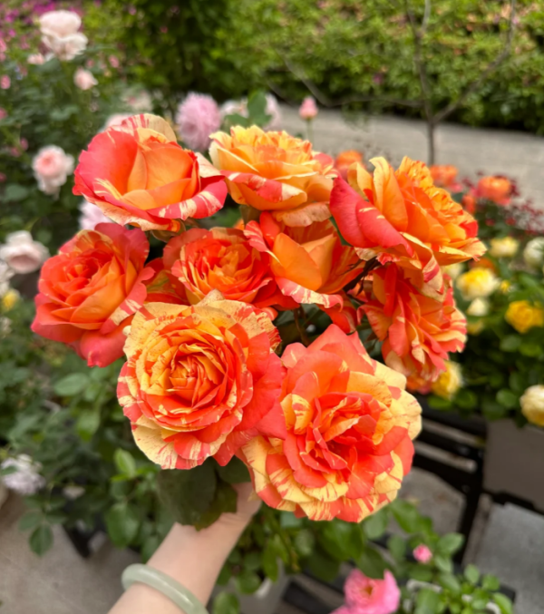Tropical Sunset Rose丨Your roses