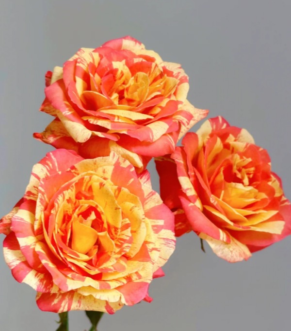 Tropical Sunset Rose plant丨Your roses