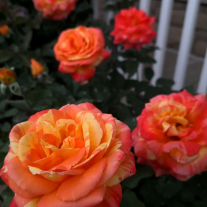 Tropical Sunset Rose for sale丨Your roses