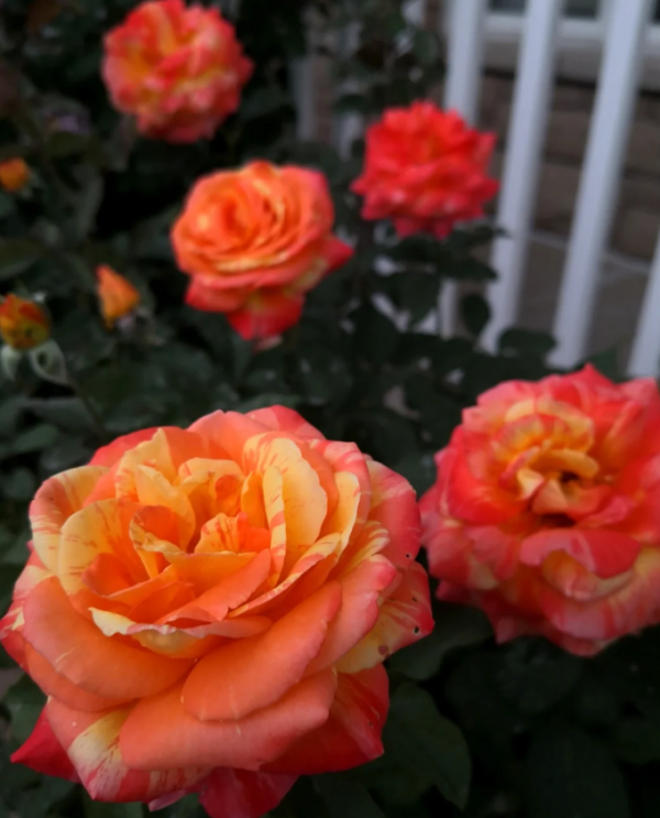 Tropical Sunset Rose for sale丨Your roses