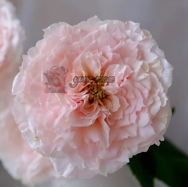 Tsumugi Hirari Rose for sale丨Your roses