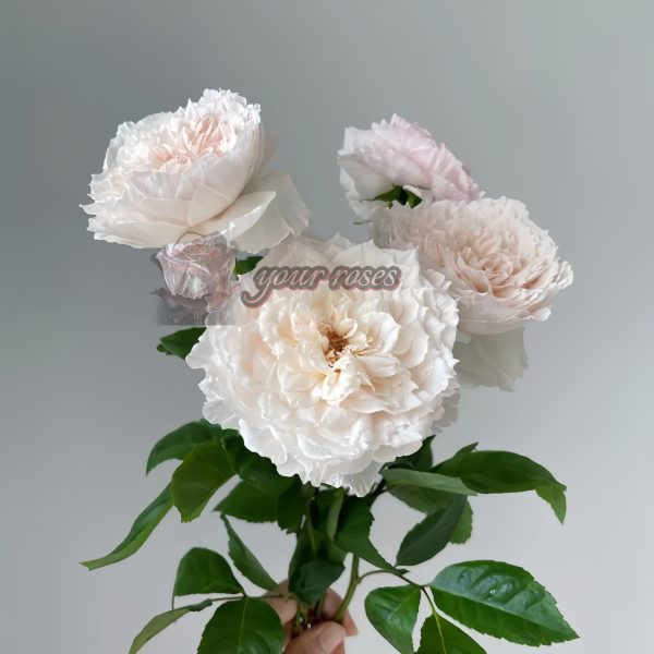 Tsumugi Hirari Rose丨Your roses