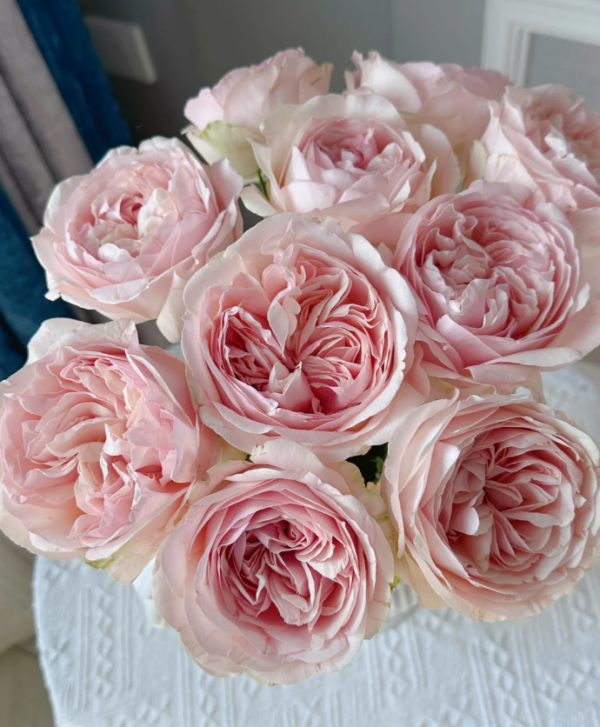 Unforgetable Rose plant丨Your roses