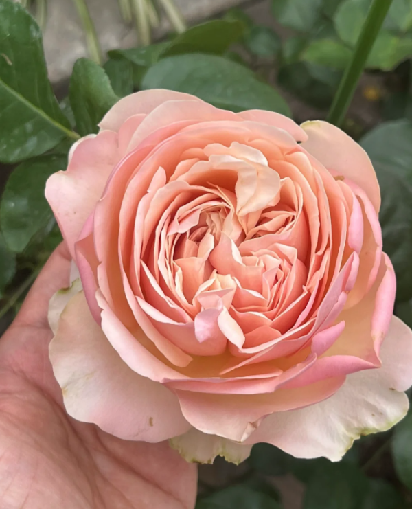 Unforgetable Rose for sale丨Your roses