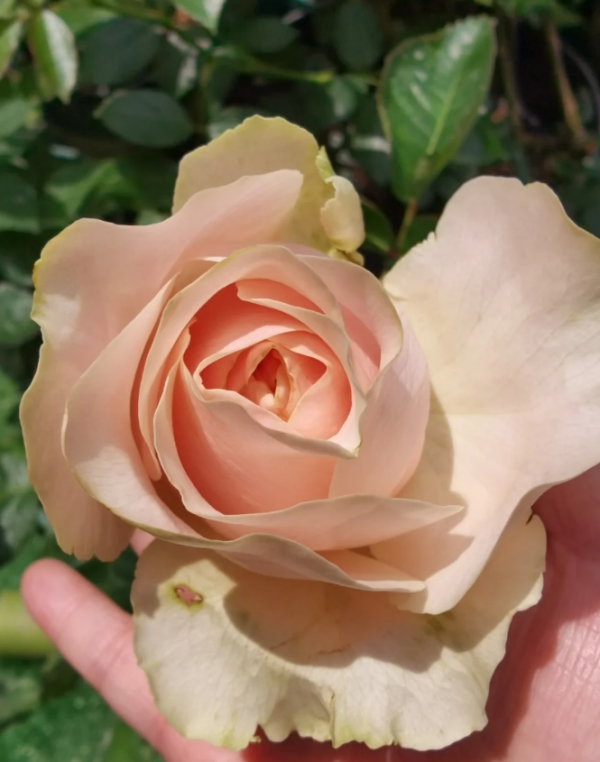 Unforgetable Rose丨Your roses