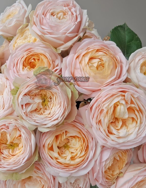 VIP New SPS Rose plant丨Your roses