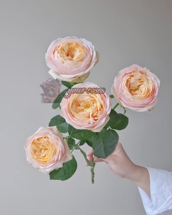 VIP New SPS Rose丨Your roses