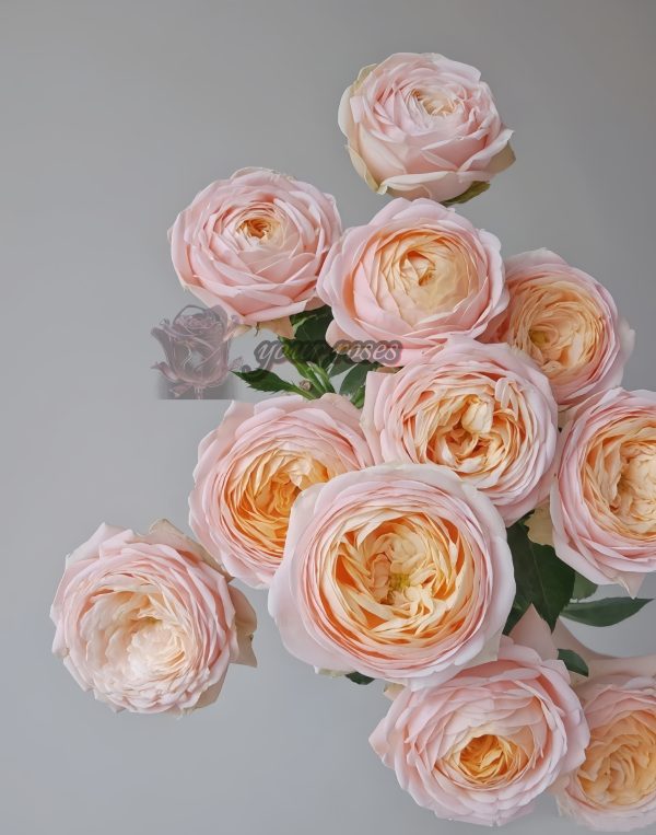 VIP New SPS Rose丨Your roses