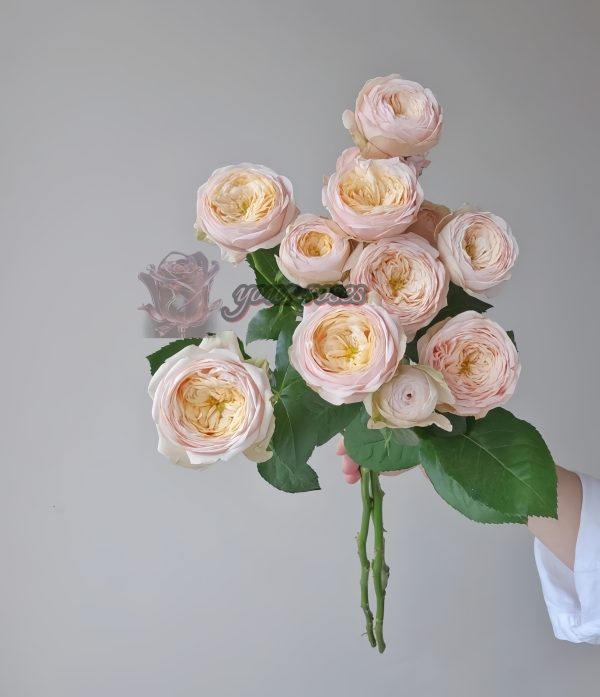 VIP New SPS Rose for sale丨Your roses