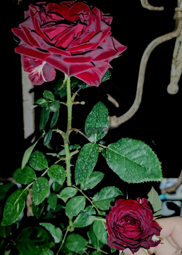 Vavra s Rose plant丨Your roses