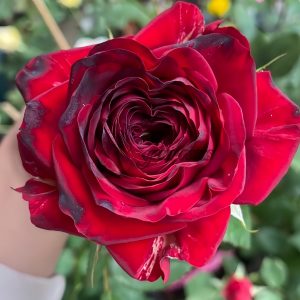 Vavra s Rose丨Your roses