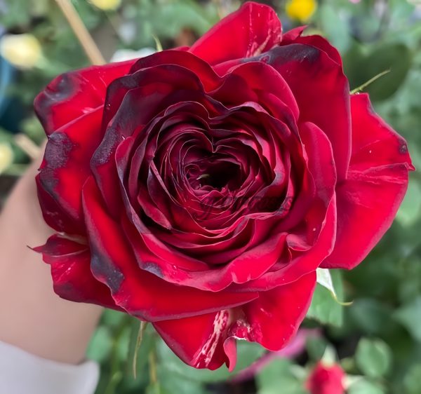 Vavra s Rose丨Your roses