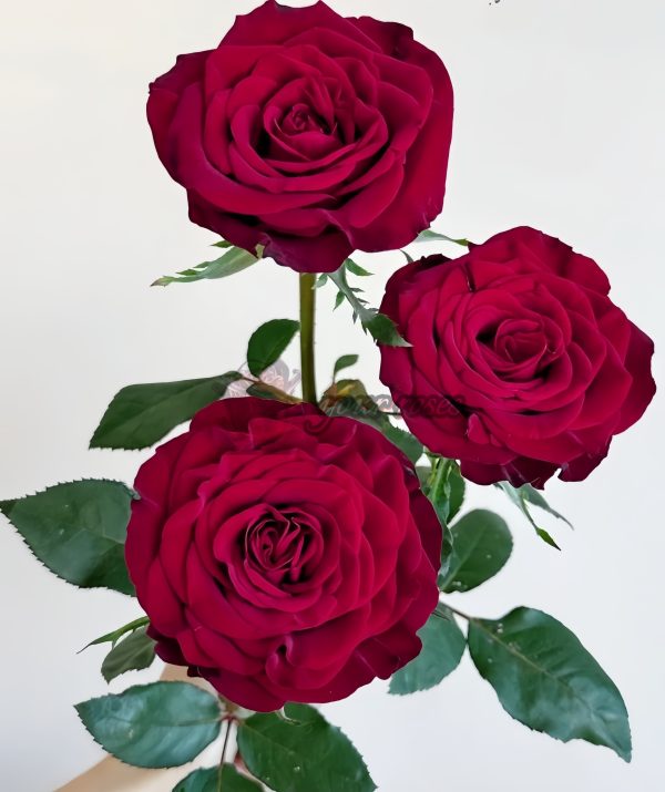 Vavra s Rose丨Your roses