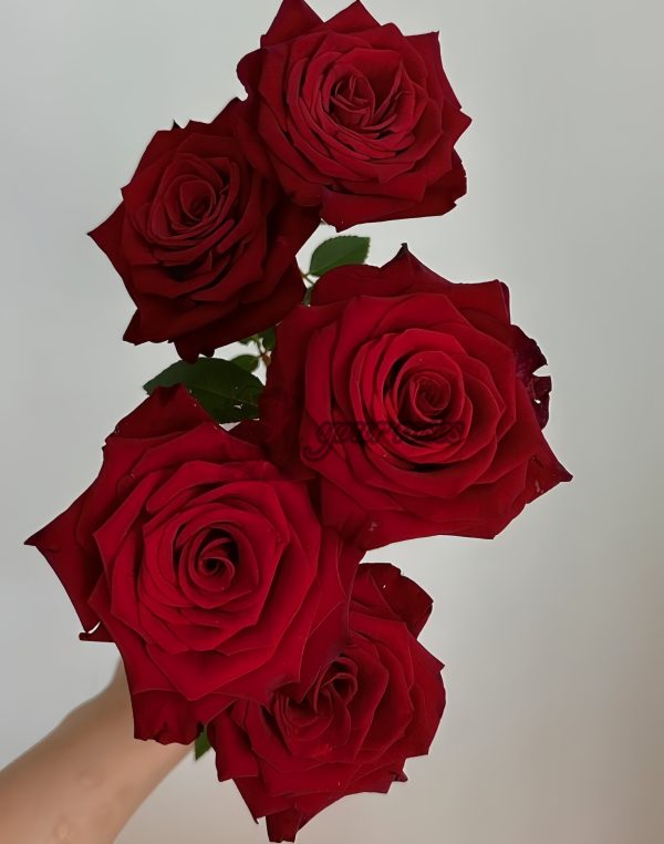 Vavra s Rose for sale丨Your roses