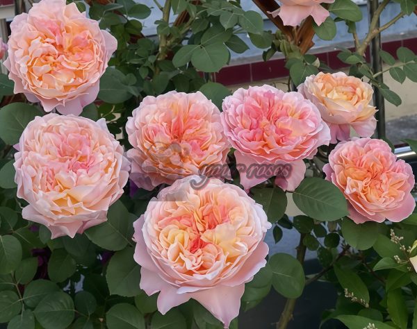 Versigny Rose MASversi Rose plant丨Your roses