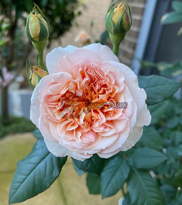 Versigny Rose MASversi Rose丨Your roses