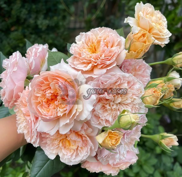 Versigny Rose MASversi Rose for sale丨Your roses