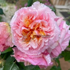 Versigny Rose MASversi Rose丨Your roses