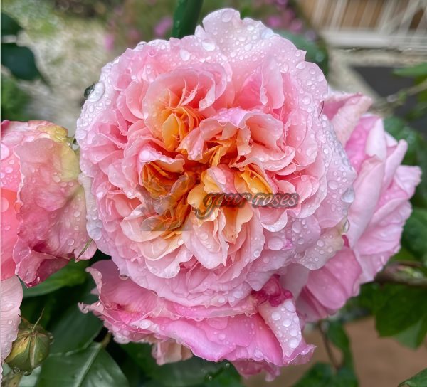 Versigny Rose MASversi Rose丨Your roses