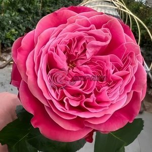 Villa Muze Rose for sale丨Your roses
