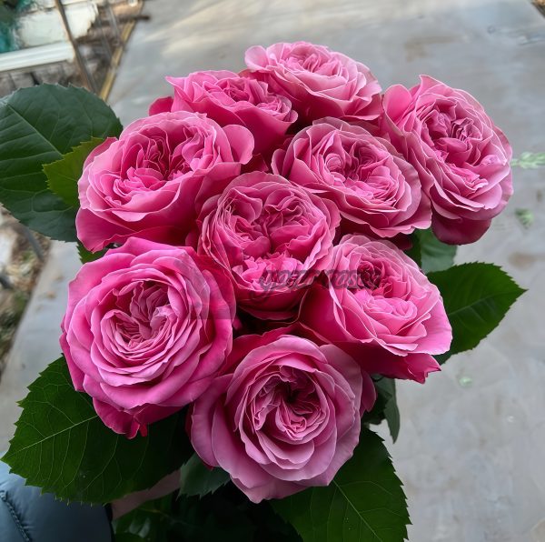 Villa Muze Rose丨Your roses
