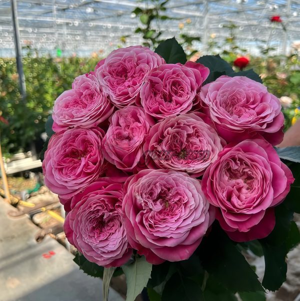 Villa Muze Rose plant丨Your roses