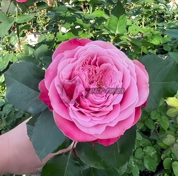 Villa Muze Rose丨Your roses