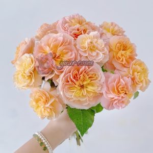 Weimang Rose丨Your roses
