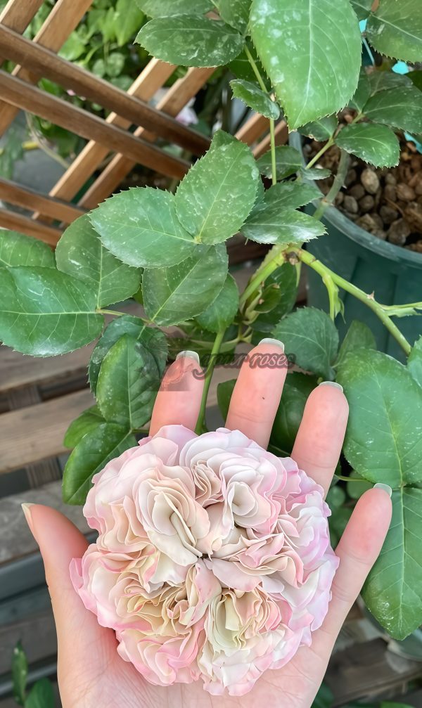 Westminster Abbey Rose plant丨Your roses