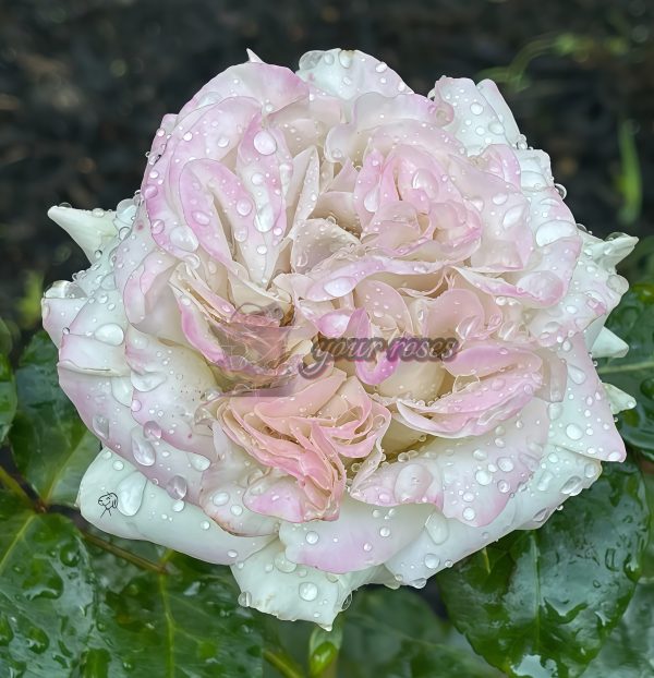 Westminster Abbey Rose丨Your roses