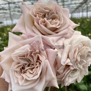 Westminster Abbey Rose for sale丨Your roses