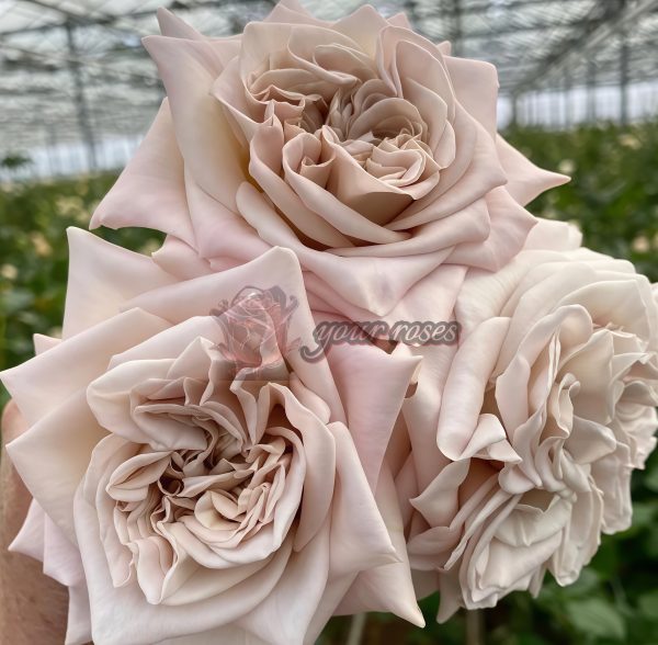 Westminster Abbey Rose for sale丨Your roses