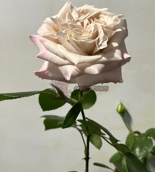 Westminster Abbey Rose丨Your roses