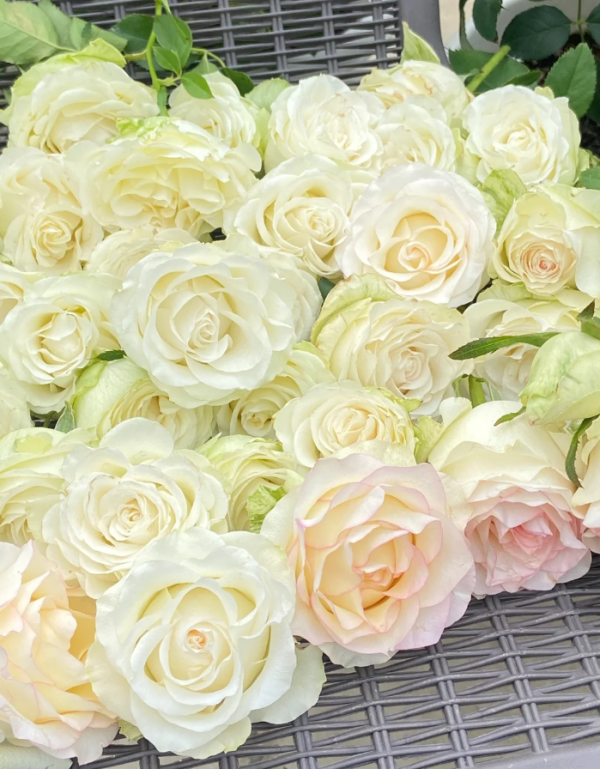 White Jumilia Rose for sle丨Your roses