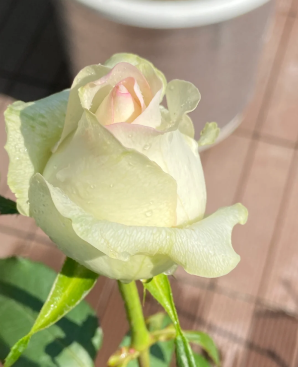 White Jumilia Rose丨Your roses